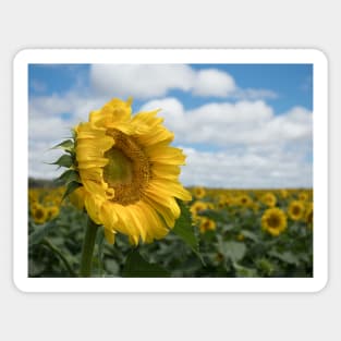 The Sunflower Field Sticker